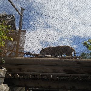 Amur tiger above the path