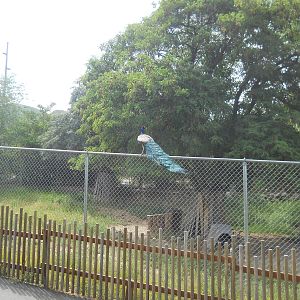 Peacock visiting the llamas and goats.