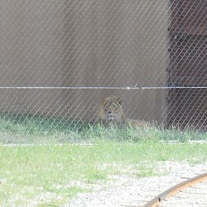 Male lion in off exhibit area