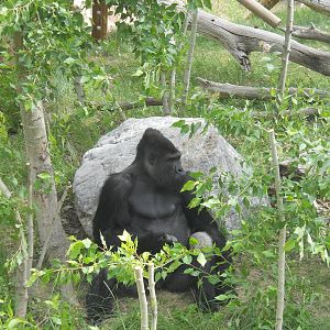 Lone silverback