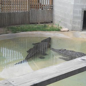 Siamese crocodile
