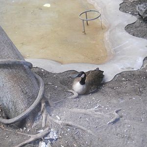 Canada goose in Small Animal House