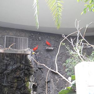 Scarlet ibis on a shelf