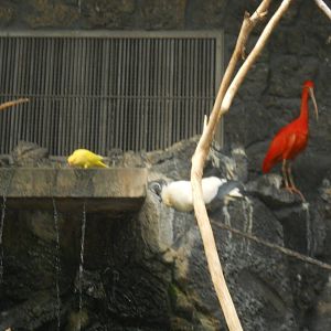 Ibis and parrot