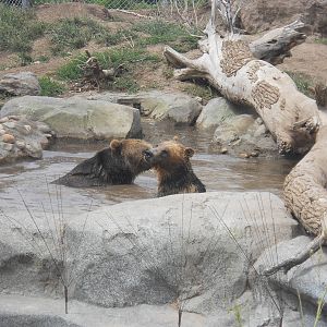 Grizzly bears