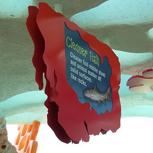 Explorers Reef - Cleaner Fish Touchtank