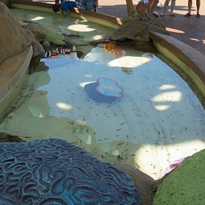 Explorers Reef - Cleaner Fish Touchtank