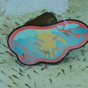 Explorers Reef - Cleaner Fish Touchtank