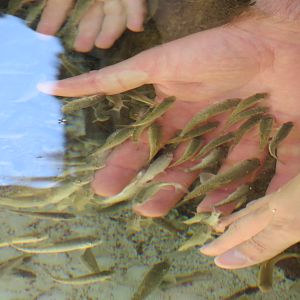 Explorers Reef - Cleaner Fish Touchtank