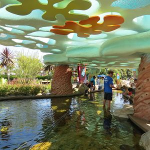 Explorers Reef - White-spotted Bamboo Shark Touchtank