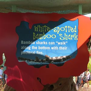 Explorers Reef - White-spotted Bamboo Shark Touchtank