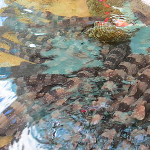 Explorers Reef - White-spotted Bamboo Shark Touchtank