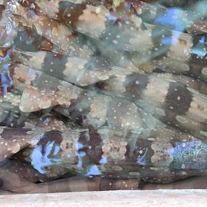 Explorers Reef - White-spotted Bamboo Shark Touchtank