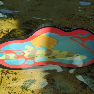 Explorers Reef - White-spotted Bamboo Shark Touchtank