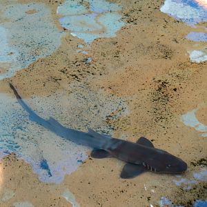 Explorers Reef - White-spotted Bamboo Shark Touchtank - Grey Bamboo Shark