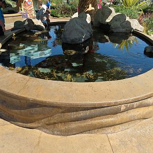 Explorers Reef - Horseshoe Crab and Rays Touchtank