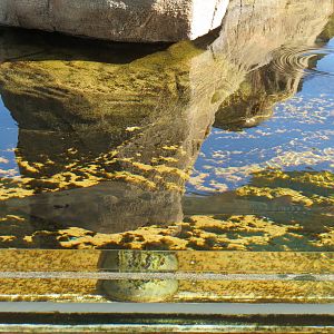 Explorers Reef - Horseshoe Crab and Rays Touchtank - Shovelnose Guitarfish