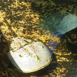 Explorers Reef - Horseshoe Crab and Rays Touchtank - Horseshoe Crab