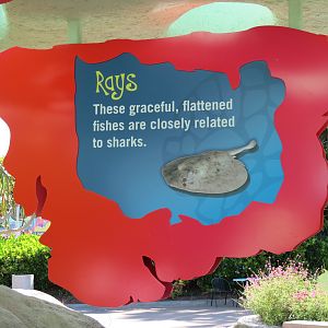 Explorers Reef - Horseshoe Crab and Rays Touchtank