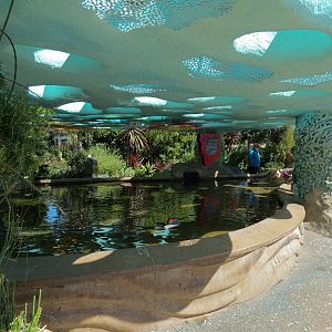 Explorers Reef - Brown-banded Bamboo Shark Touchtank