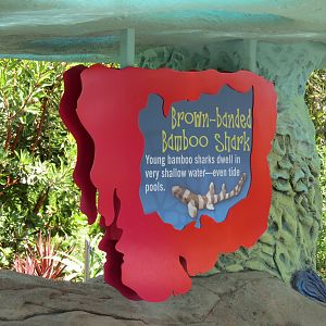 Explorers Reef - Brown-banded Bamboo Shark Touchtank