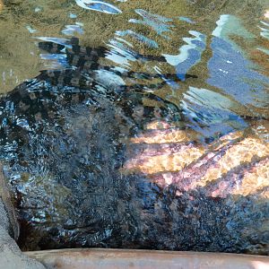 Explorers Reef - Brown-banded Bamboo Shark Touchtank