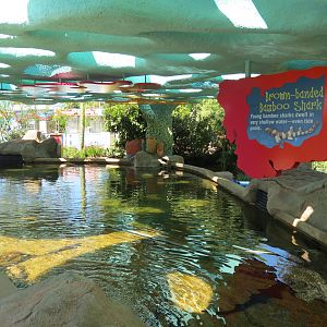 Explorers Reef - Brown-banded Bamboo Shark Touchtank