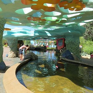 Explorers Reef - Brown-banded Bamboo Shark Touchtank