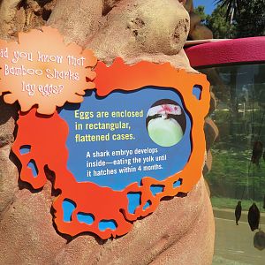 Explorers Reef - Bamboo Shark Egg Tank