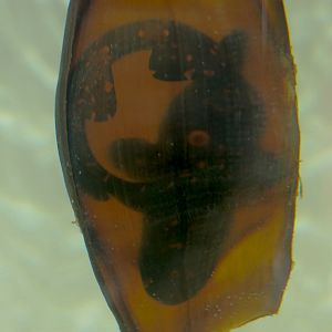 Explorers Reef - Bamboo Shark Egg Tank