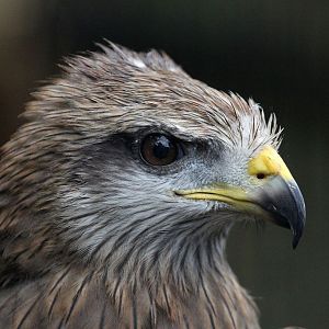 Black Kite