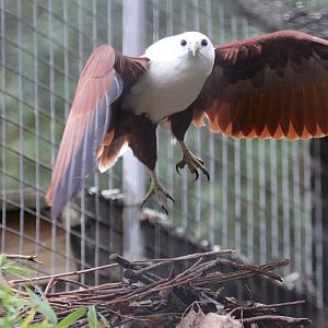 Brahminy Kite