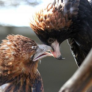 Black Breasted Buzzards