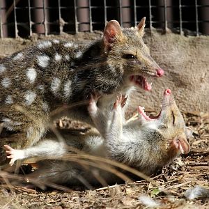 Quolls