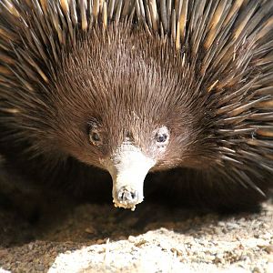 Echidna