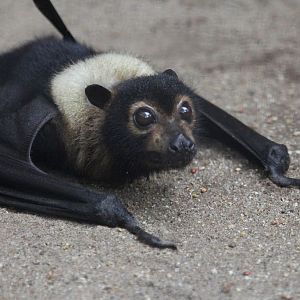 Spectacled Flying Fox