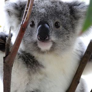 Koala Joey - James