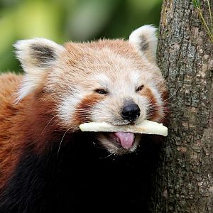 Red Panda - Chauri