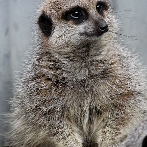 Meerkat - "Pookie"