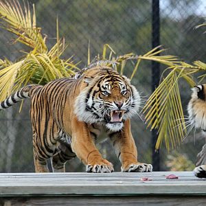 Sumatran Tigers - Jalur and Cinta