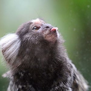 Common Marmoset