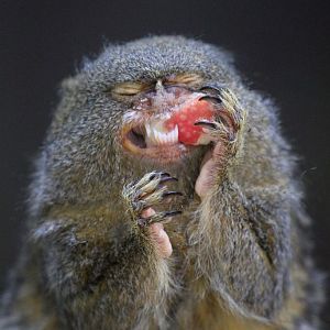 Pygmy Marmoset