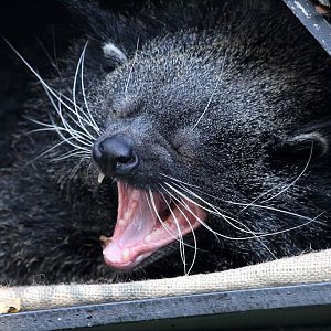 Binturong