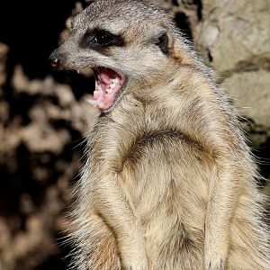 Meerkat