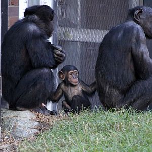 Furahi, Fumo, and Kuma