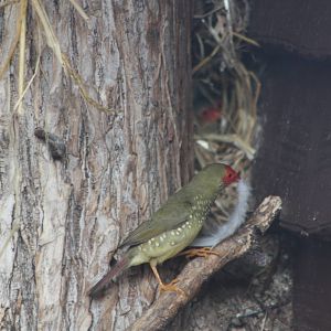 Star Finch nesting operations, 14th September 2014