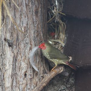 Star Finch nesting operations, 14th September 2014