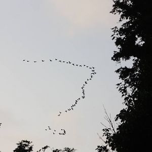 Geese flying over Sewerby Hall and Gardens, Bridlington. 14th September 201