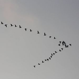 Geese flying over Sewerby Hall and Gardens, Bridlington. 14th September 201