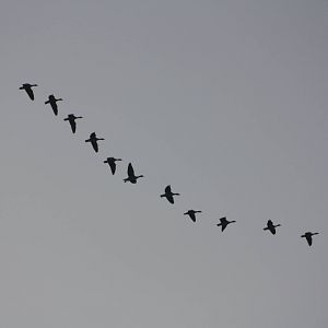 Geese flying over Sewerby Hall and Gardens, Bridlington. 14th September 201